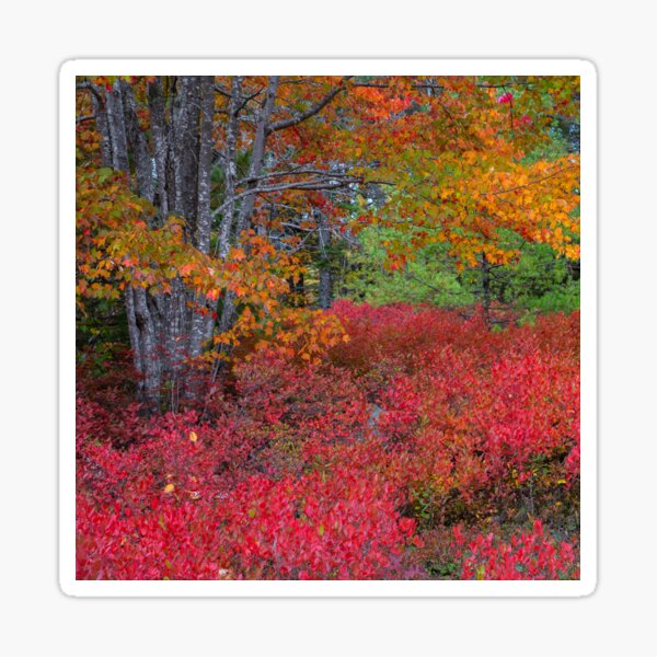 Autumn Splendor Sticker