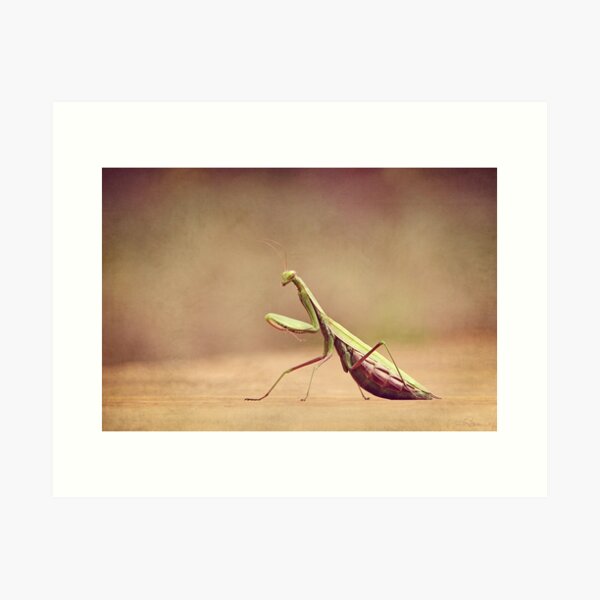 Item preview, Praying Mantis - Queen of the Garden designed and sold by Renee Dawson.