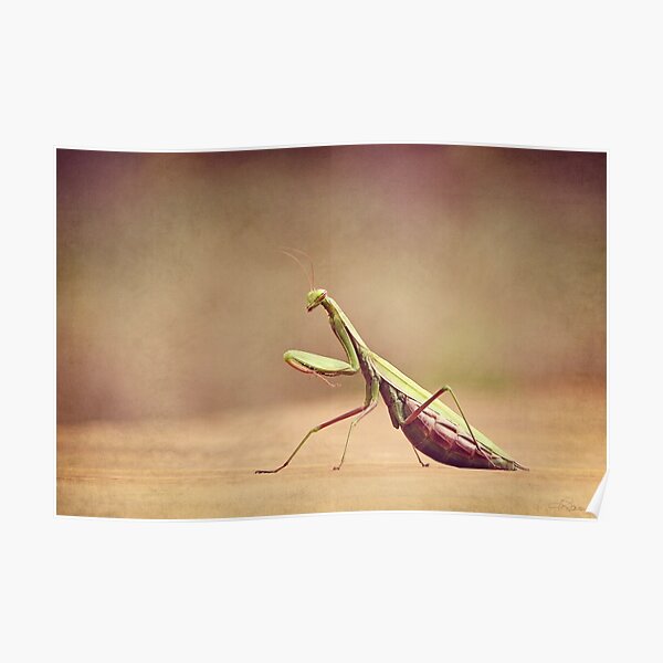 Praying Mantis - Queen of the Garden Poster