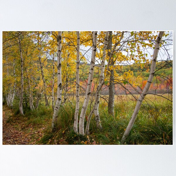 Birch Tree Path Poster