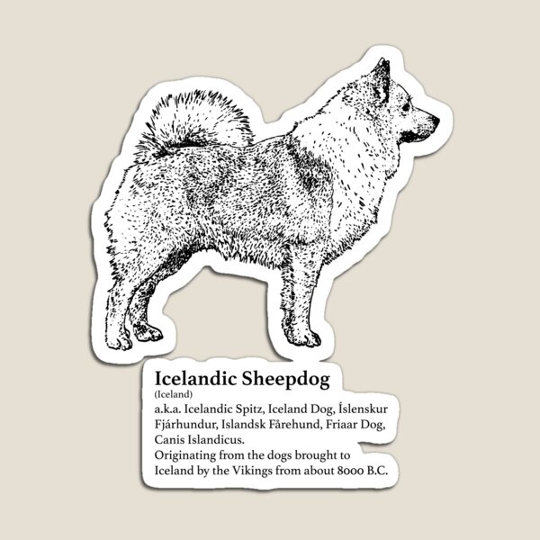 Icelandic Sheepdog Magnet
