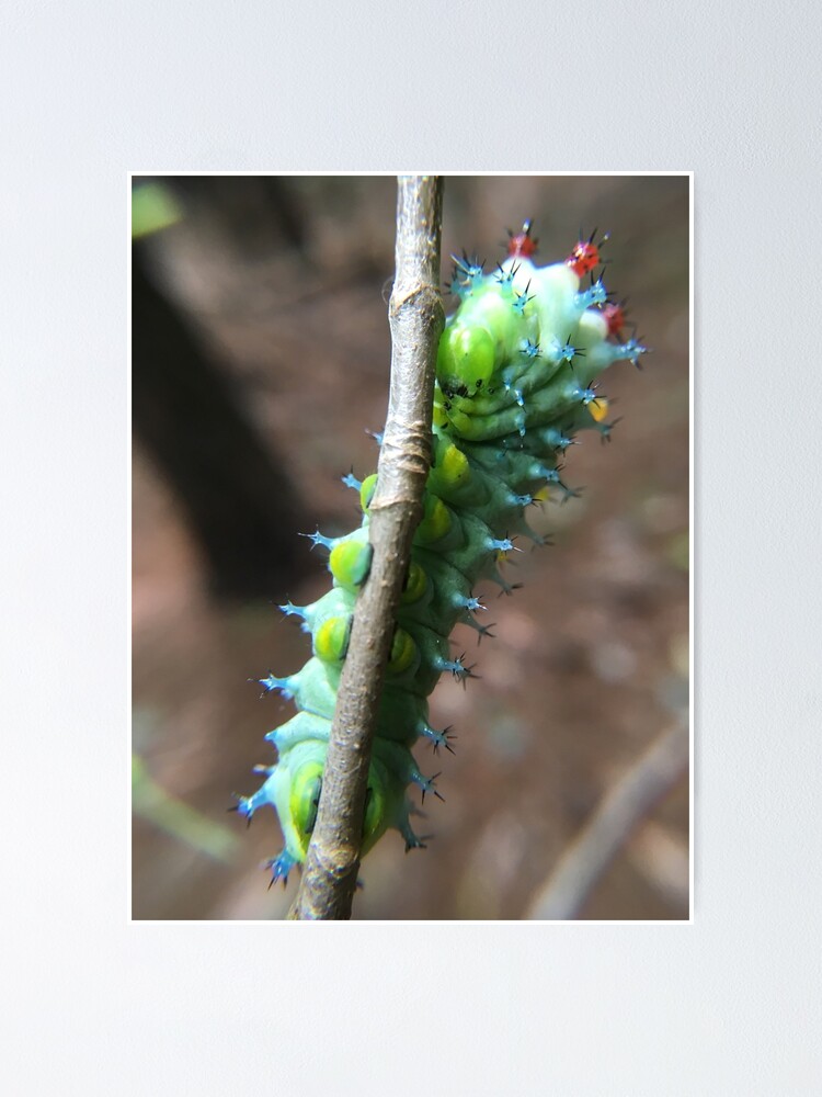“Cecropia Moth Caterpillar (Hyalophora cecropia)” Poster for Sale by