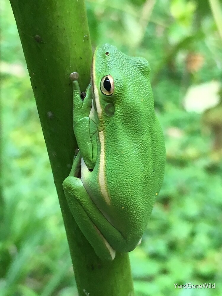 Green Tree Frog (Hyla cinerea)