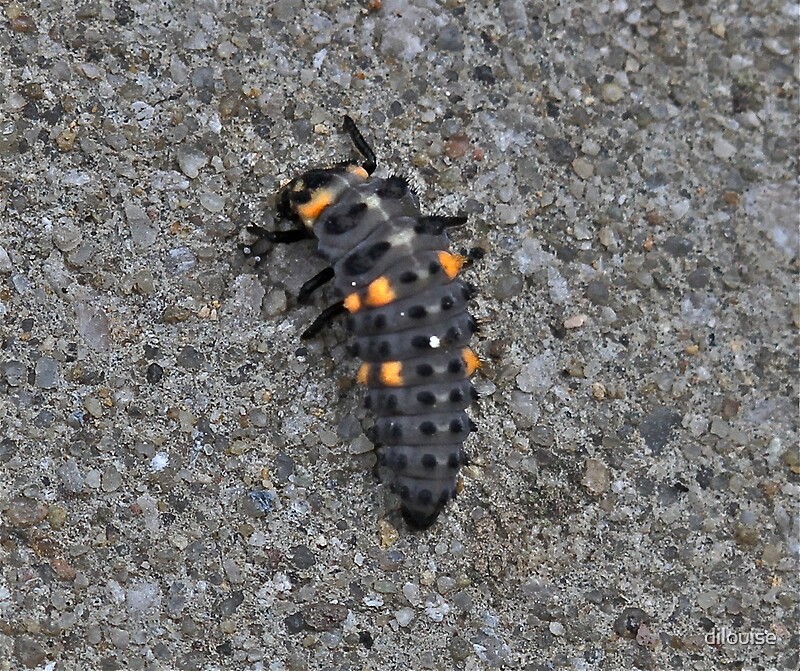 fall black bug with orange stripes