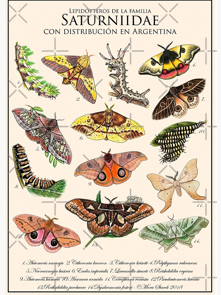 Saturniidae
