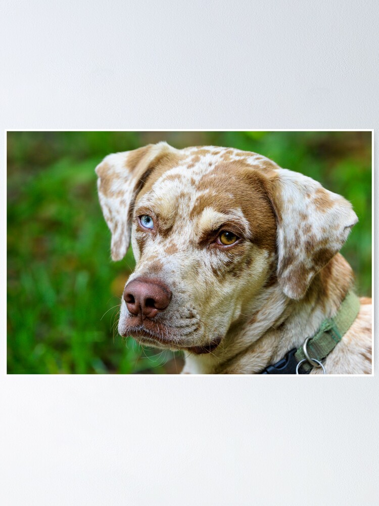 catahoula size chart