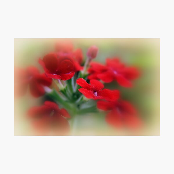 Item preview, Red Verbena designed and sold by CameliaC.