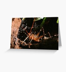 New Zealand Cave Weta Greeting Card
