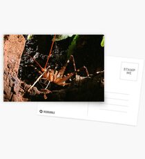 New Zealand Cave Weta Postcards