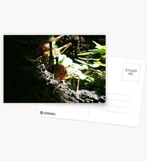 New Zealand Cave Weta 02 Postcards