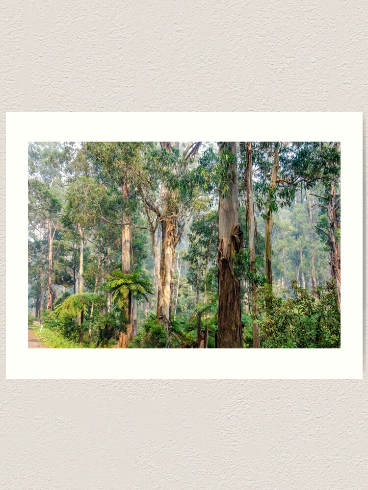 "A view of the Dandenong Ranges" Art Print for Sale by kathiemt Redbubble