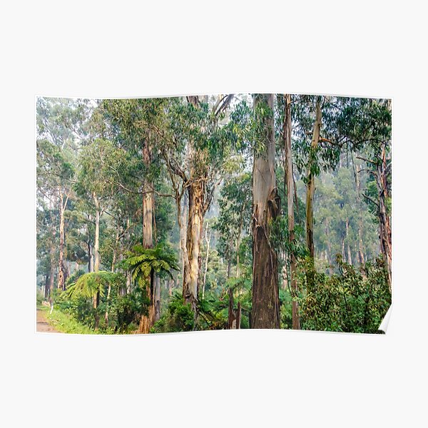 A view of the Dandenong Ranges Poster