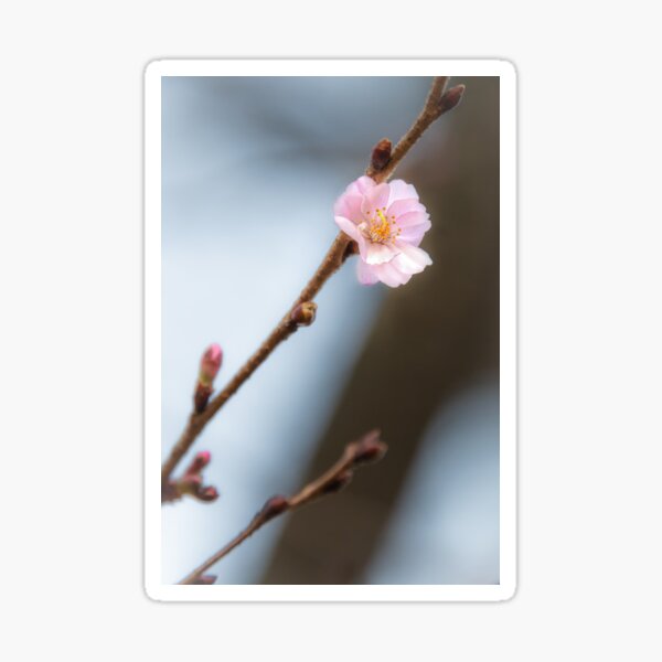 Pretty in Winter Sticker
