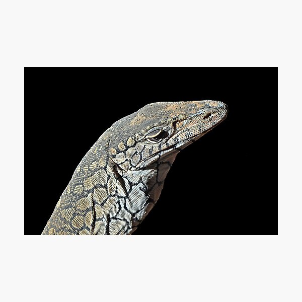 Disdainful Perentie Photographic Print