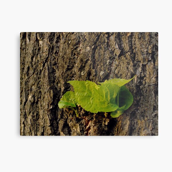 New from old Metal Print