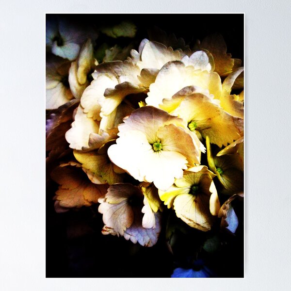 Item preview, Hydrangeas designed and sold by rualexa.