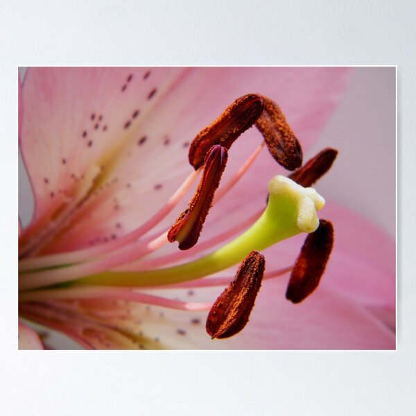 Item preview, Lily stamens designed and sold by ElsT.