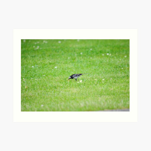 Pied Wagtail getting lunch Art Print