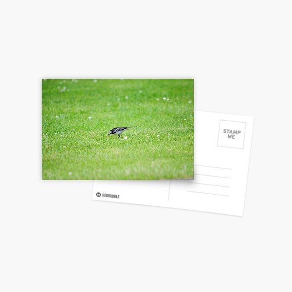 Pied Wagtail getting lunch Postcard