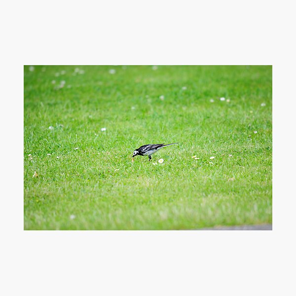 Pied Wagtail getting lunch Photographic Print