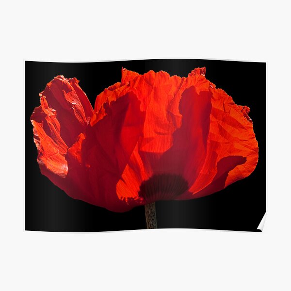 Sunlit Poppy Poster