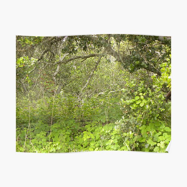 Old Oak Undergrowth Poster