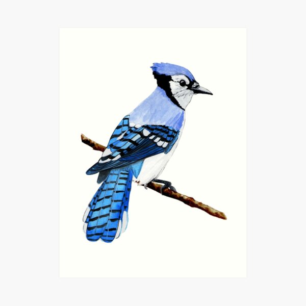 Watercolor Blue Jay Art Print By Torysevas Redbubble