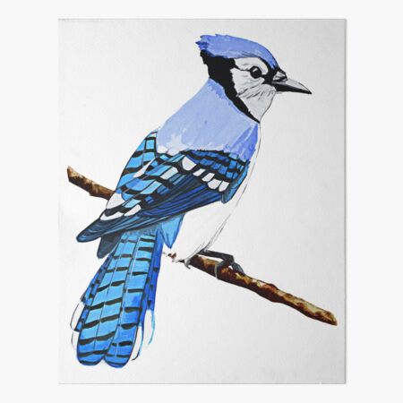 Blue Jay Watercolor Painting. Realistic Blue Jay Painting