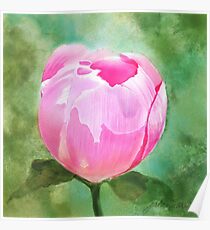 Pink Peony Bud Poster