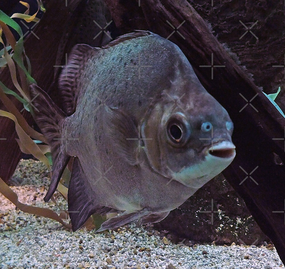 flat faced fish