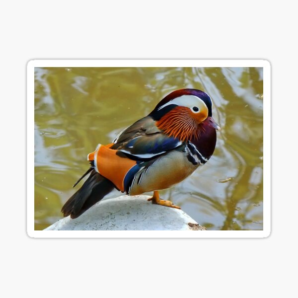 Artikel-Vorschau von Mandarin Drake, designt und verkauft von AnnDixon.