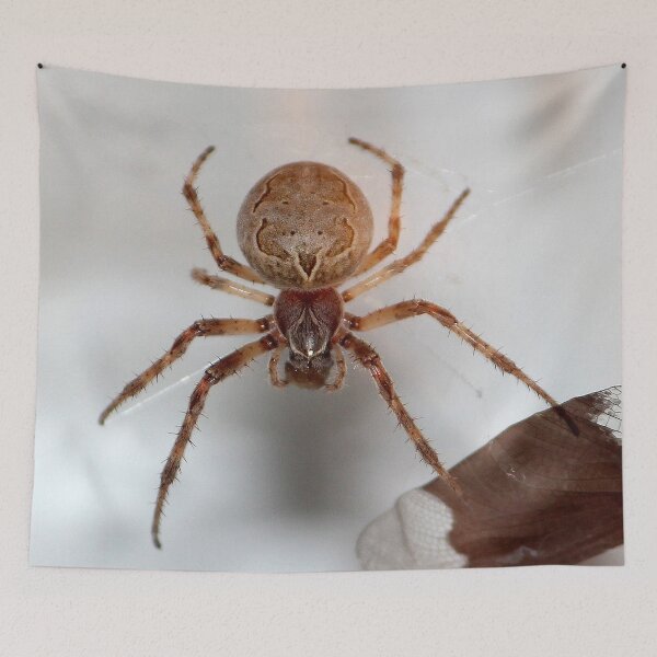 Item preview, Spider on my Garage designed and sold by Susie Kramer.