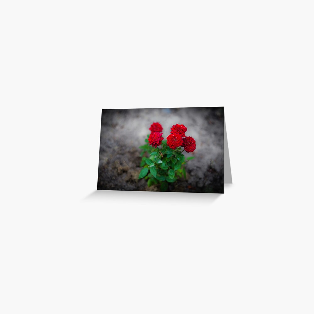 A Bush of Red Roses Greeting Card
