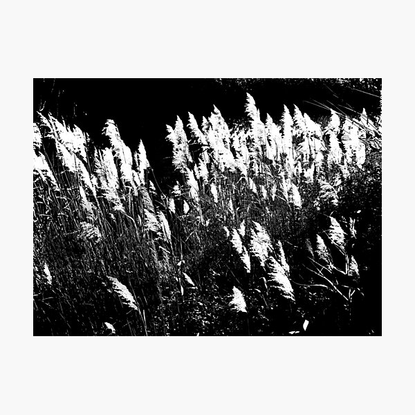 Item preview, Reeds. designed and sold by Paul Pasco.