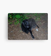 Mr. Cole Metal Print