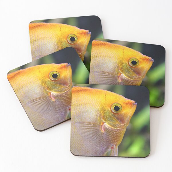 Item preview, Pterophyllum Scalare close-up designed and sold by Grégory DUBUS.