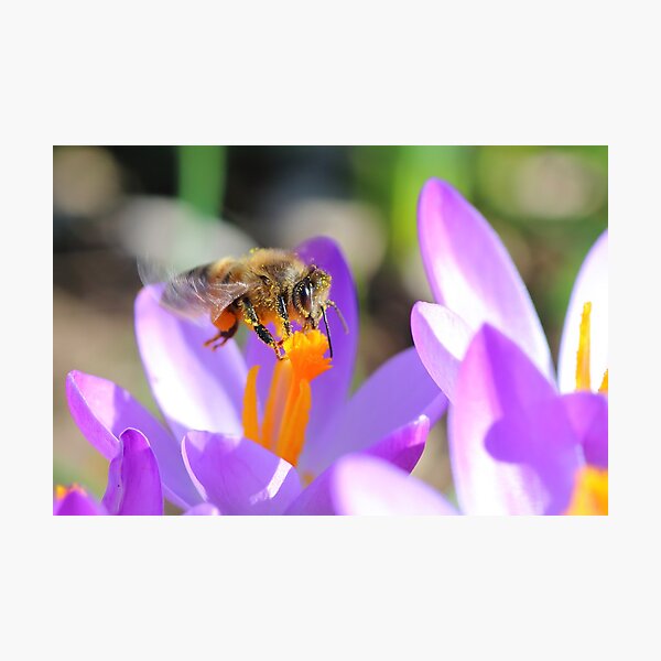Abeille volant sur la pollinisation du parterre de fleurs Crocus au printemps Impression photo