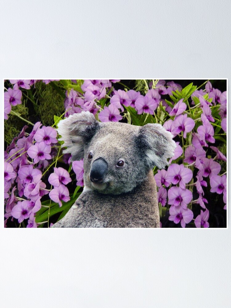 quot Koala and Orchids quot Poster by ErikaKaisersot Redbubble