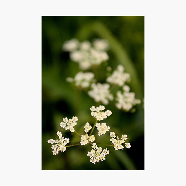 Untitled Photographic Print