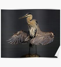 Beautiful Blue Heron Poster