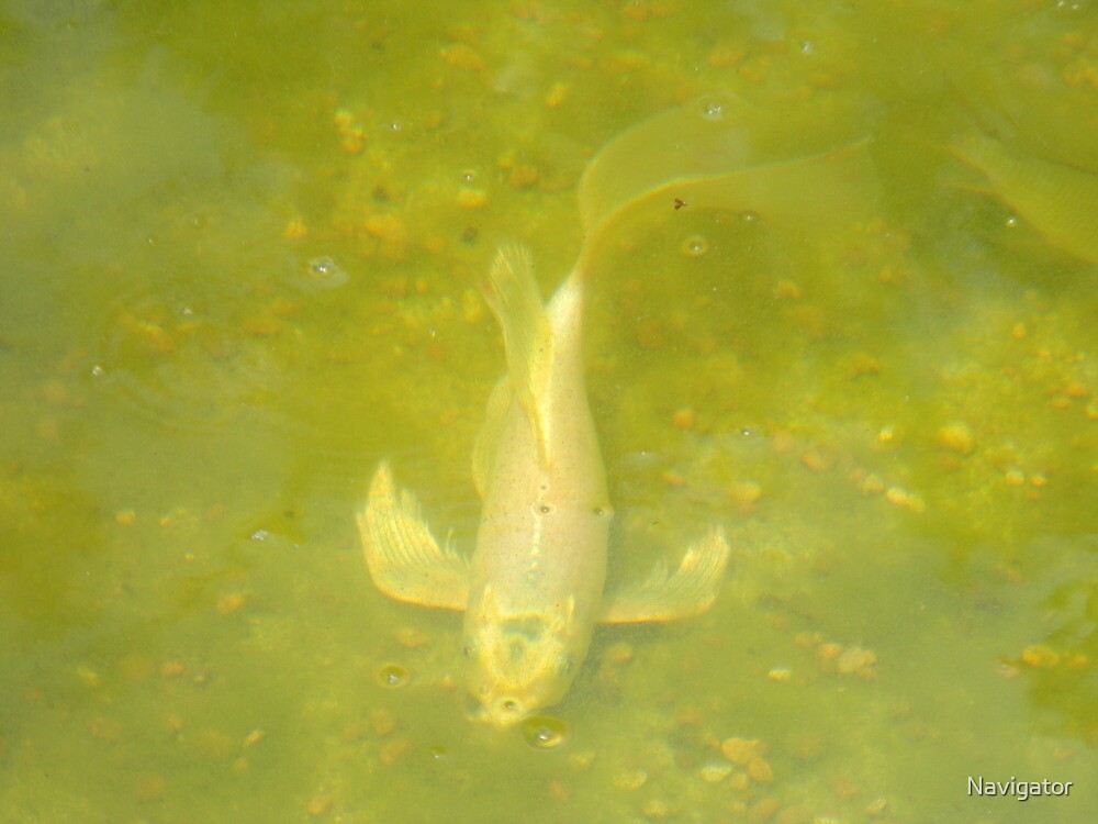 "Majestic Fish Blowing Bubbles" by Navigator Redbubble