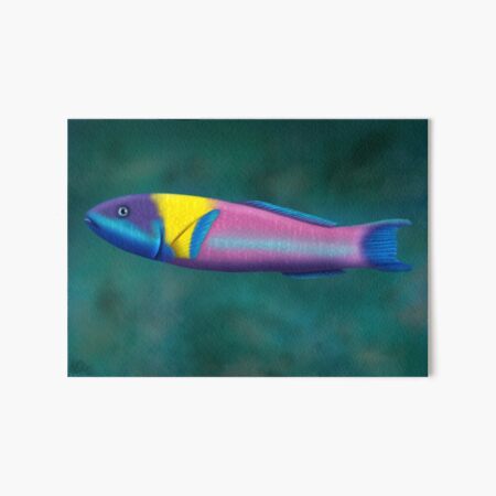 Rainbow Wrasse Art Board Print