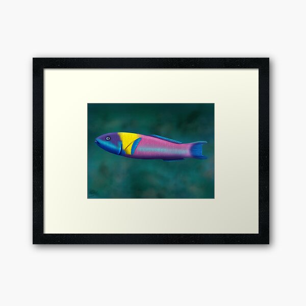 Rainbow Wrasse Framed Art Print