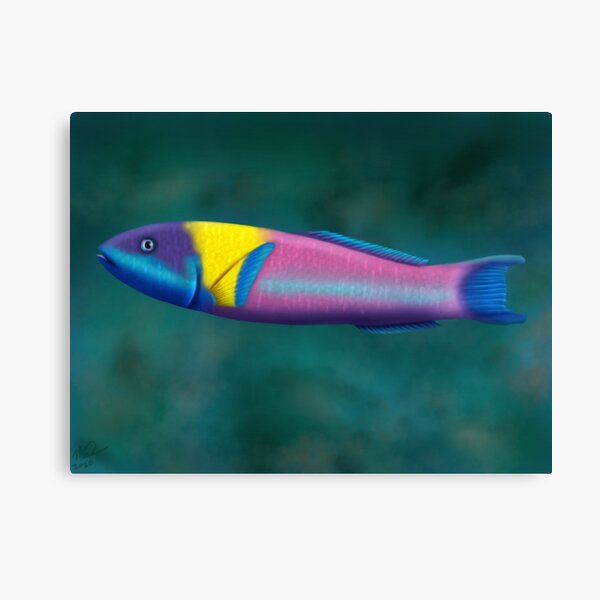 Rainbow Wrasse Canvas Print
