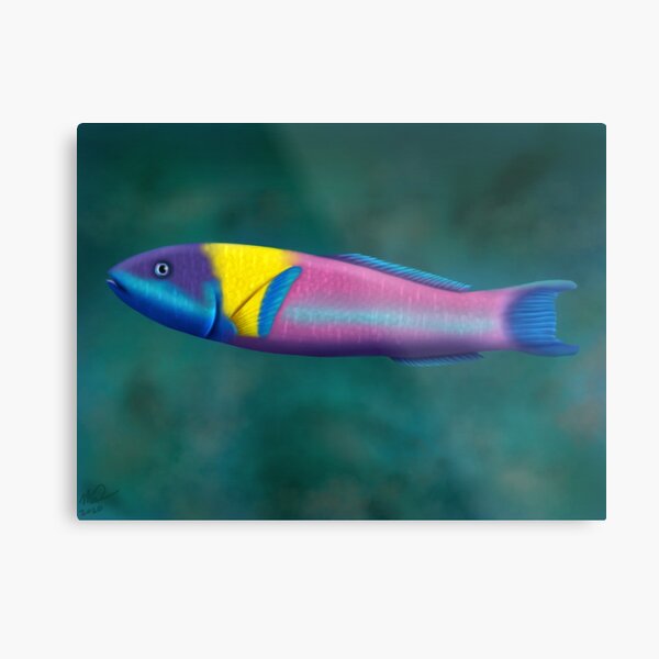 Rainbow Wrasse Metal Print