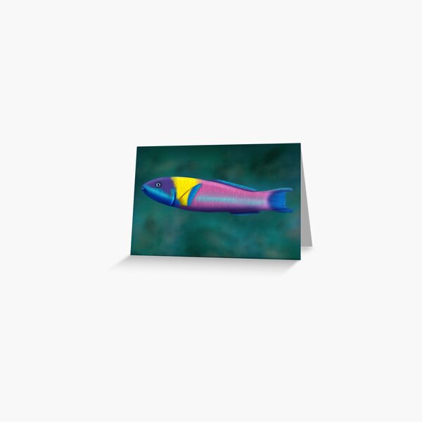 Rainbow Wrasse Greeting Card