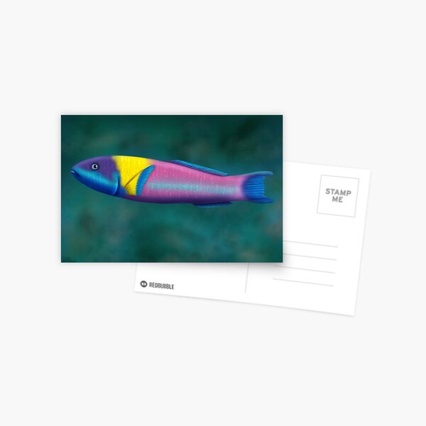 Rainbow Wrasse Postcard