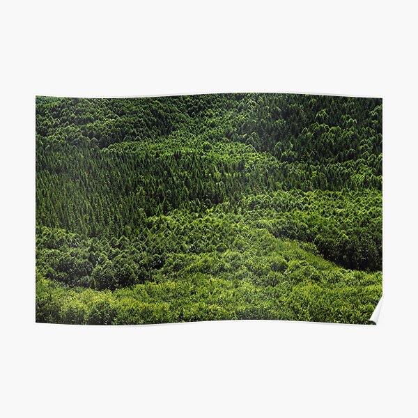 Forest Pattern Poster