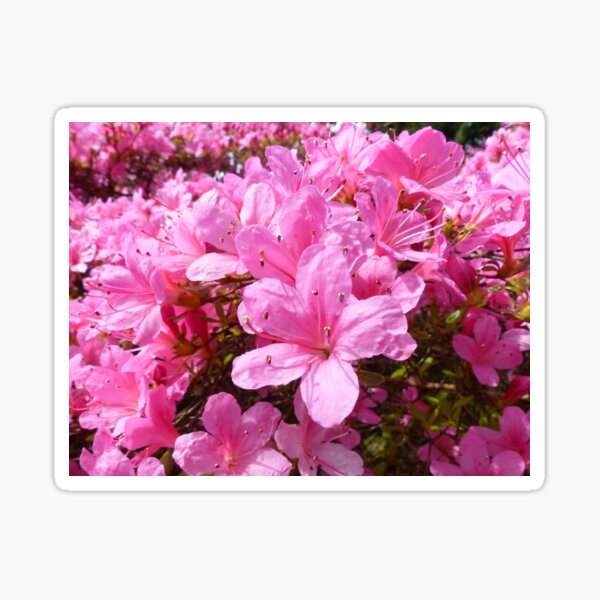 Vibrant Pink Azalea Flowers Sticker