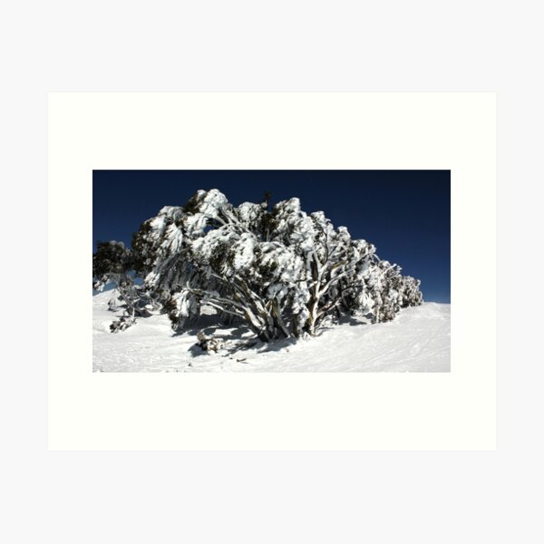 Item preview, Snow Gums at Mt Hotham designed and sold by Charles Kosina.